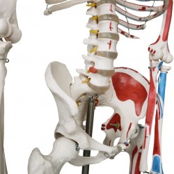 JAGO Anatómia človeka-kostra s detailmi maľby svalov, 181 cm